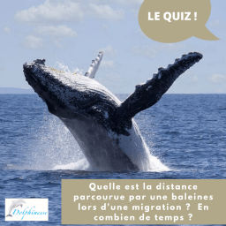 quizz connaissance migration baleines