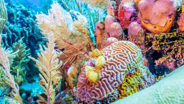 nager plongée corail