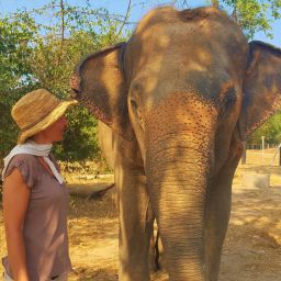 éléphants Thaïlande voyage
