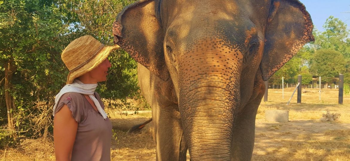 éléphants Thaïlande voyage