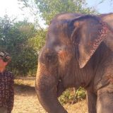 séjour écovolontariat éléphants Thaïlande
