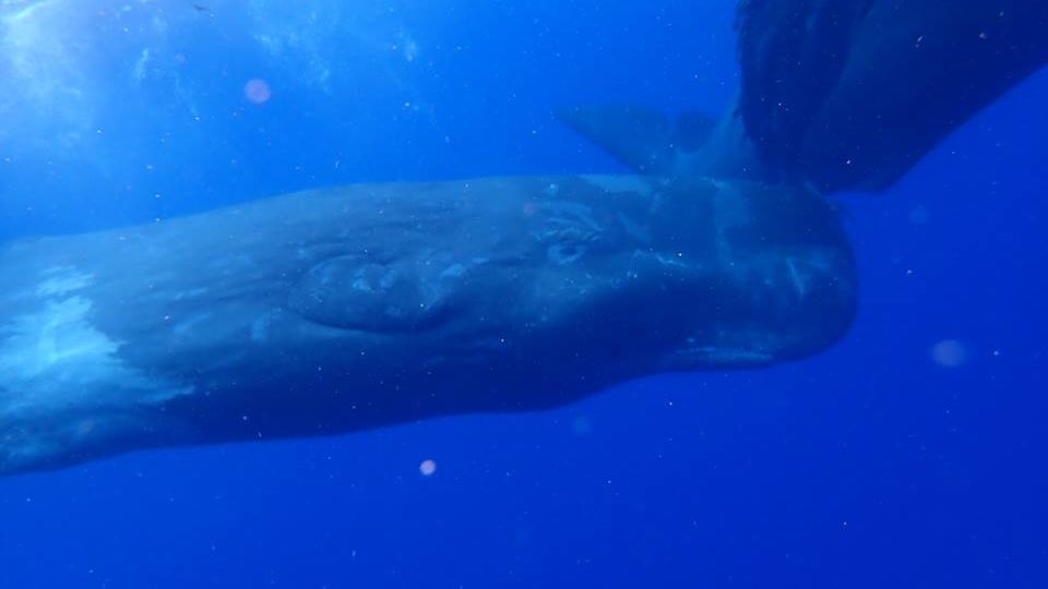nager avec les cachalots