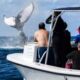 OBSERVER ET NAGER AVEC LES BALEINES A BOSSE SILVER BANK