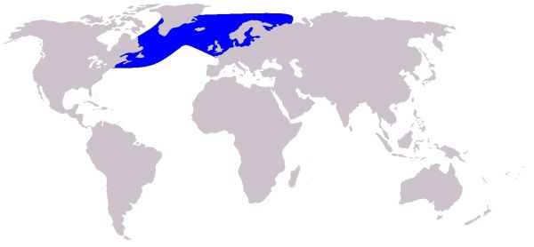 répartition géographique dauphin à bec blanc