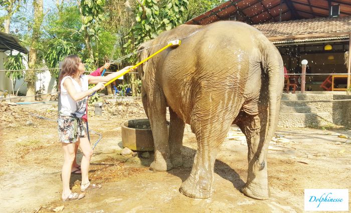 écovolontariat éléphants Thaïlande