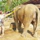 écovolontariat éléphants Thaïlande