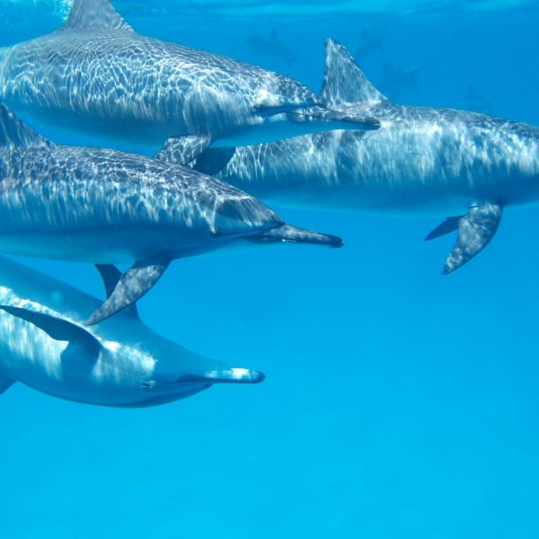 nager avec des dauphins