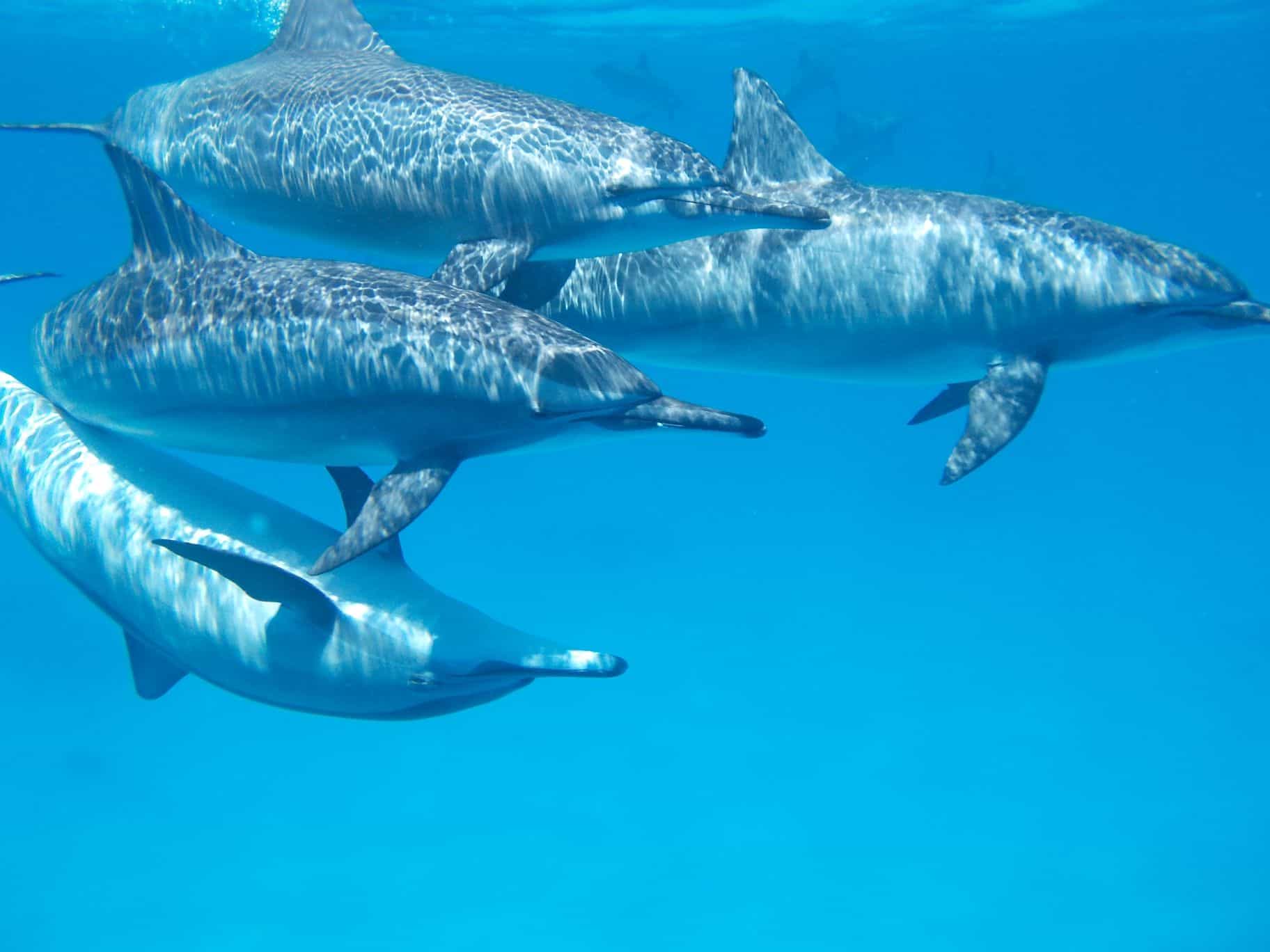 nager avec des dauphins