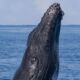 EXPEDITION BALEINES A BOSSE SILVER BANK