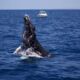 EXPEDITION IMMERSION BALEINES SILVER BANK