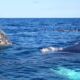 IMMERSION BALEINES A BOSSE SILVER BANK REPUBLIQUE DOMINICAINE