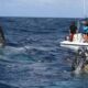 NAGER AVEC LES BALEINE SILVER BANK REPUBLIQUE DOMINICAINE