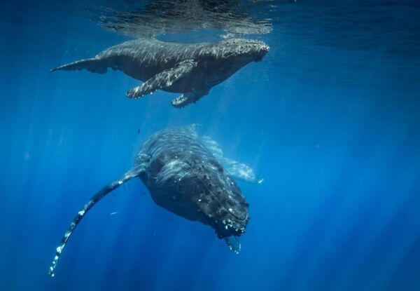 NAGER AVEC LES BALEINES A BOSSE A SILVER BANK EN REPUBLIQUE DOMINICAINE