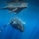 NAGER AVEC LES BALEINES A BOSSE A SILVER BANK EN REPUBLIQUE DOMINICAINE
