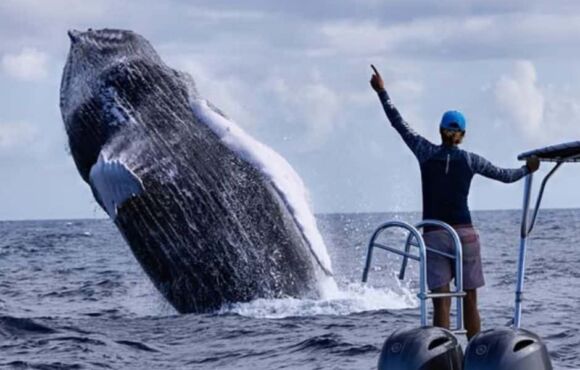 Expédition de nage avec les baleines à bosse à Silver Bank en République Dominicaine