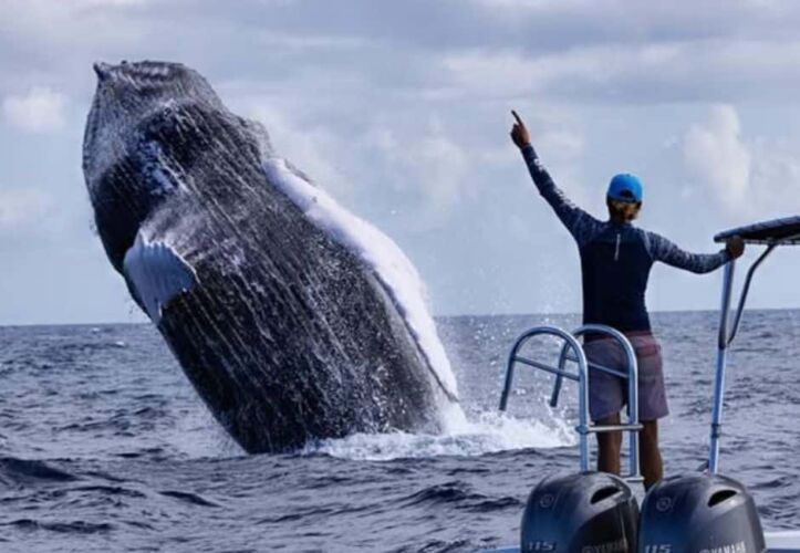 Expédition de nage avec les baleines à bosse à Silver Bank en République Dominicaine