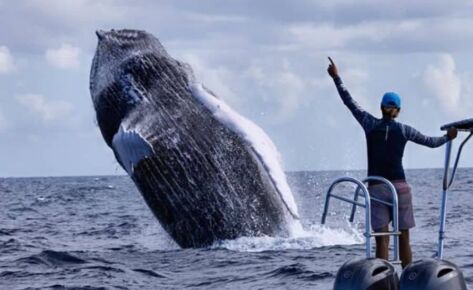 Expédition de nage avec les baleines à bosse à Silver Bank en République Dominicaine