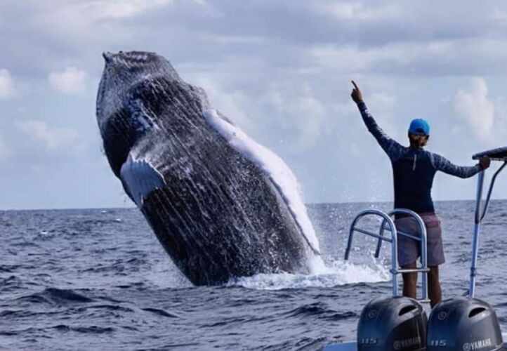Expédition de nage avec les baleines à bosse à Silver Bank en République Dominicaine