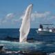 NAGER AVEC LES BALEINES A BOSSE SILVER BANK EN REPUBLIQUE DOMINICAINE