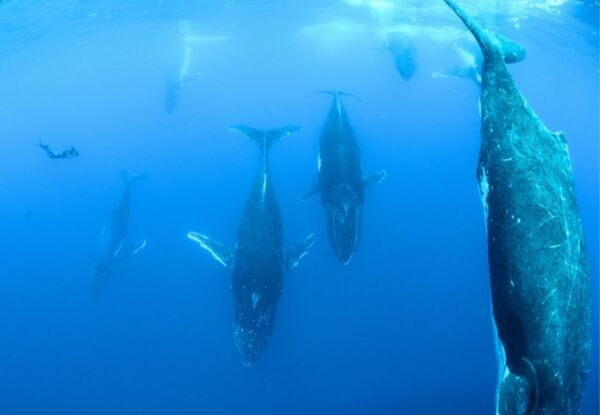 NAGER AVEC LES BALEINES A SILVER BANK EN REPUBLIQUE DOMINICAINE