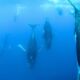 NAGER AVEC LES BALEINES A SILVER BANK EN REPUBLIQUE DOMINICAINE