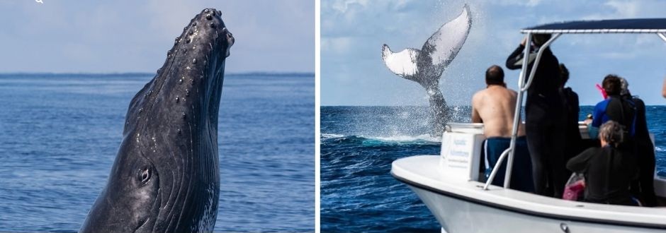 NAGER BALEINES A BOSSE SILVER BANK DOLPHINESSE