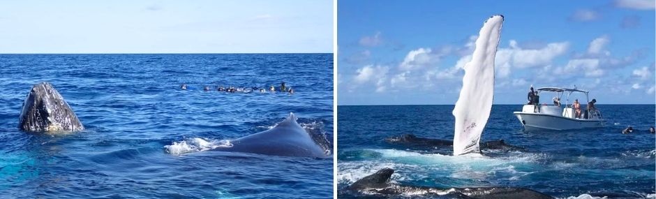 NAGER BALEINES SILVER BANK REPUBLIQUE DOMINICAINE