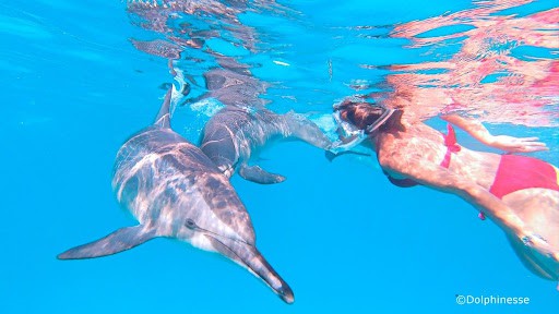 Photo nager avec les dauphins voyage 