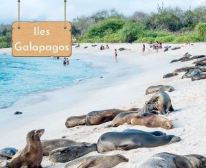 Nager avec les dauphins aux Iles Galapagos