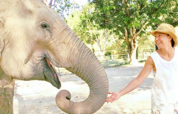 Au coeur des éléphants en Thaïlande en petit groupe avec une éthologue