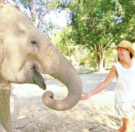 Au coeur des éléphants en Thaïlande en petit groupe avec une éthologue