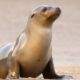SEJOUR NAGER AVEC LES OTARIES RESPONSABLE AVEC SPECIALISTES MEXIQUE
