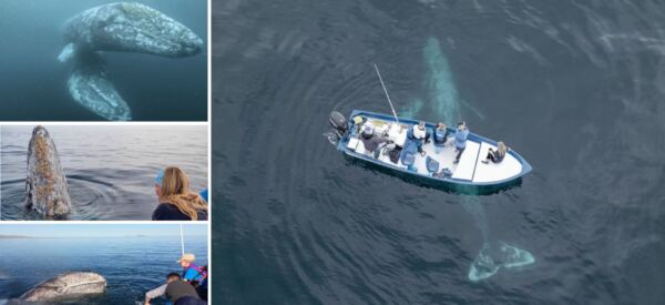 VOYAGE EN PETIT GROUPE AU MEXIQUE AVEC DES SPECIALISTES A LA RENCONTRE DES BALEINES GRISES EN BATEAU