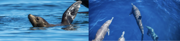 VOYAGE ANIMALIER RESPONSABLE GUIDE NAGER OTARIE DAUPHINS BALEINES GRISES MEXIQUE