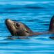 VOYAGE AVEC LUC BODIN ET SNORKELING AVEC LES OTARIES EN BASSE CALIFORNIE