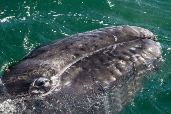 VOYAGE ECORESPONSABLE AVEC DES SPECIALISTES A MAGDALENA BAY AU MEXIQUE AVEC LES BALEINES GRISES ET LES OTARIES