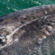 VOYAGE ECORESPONSABLE AVEC DES SPECIALISTES A MAGDALENA BAY AU MEXIQUE AVEC LES BALEINES GRISES ET LES OTARIES