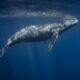 VOYAGE NAGER AVEC LES BALEINES A BOSSE SILVER BANK