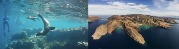 VOYAGE NAGER BALEINES GRISES ET OTARIES ECORESONSABLE AVEC SPECIALISTE AU MEXIQUE