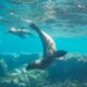VOYAGE EN PETIT GROUPE EN BASSE CALIFORNIE ET NAGER AVEC LES OTARIES