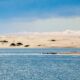 VOYAGE NATURALISTE MAGDALENA BAY BASSE CALIFORNIE MEXIQUE BALEINES DAUPHINS OTARIES OISEAUX