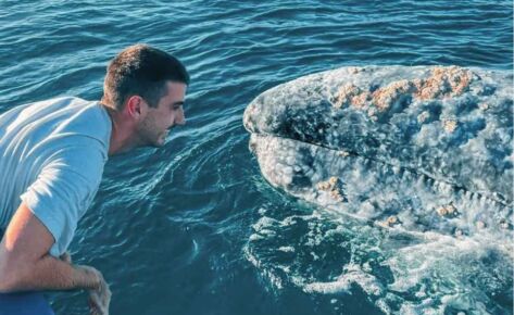 Aventure interactions baleines grises et nage avec les otaries en Basse Californie, Mexique