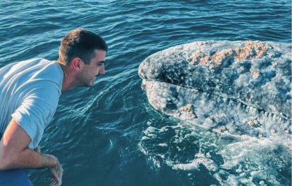 Aventure interactions baleines grises et nage avec les otaries en Basse Californie, Mexique