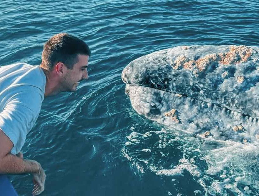Aventure interactions baleines grises et nage avec les otaries en Basse Californie, Mexique