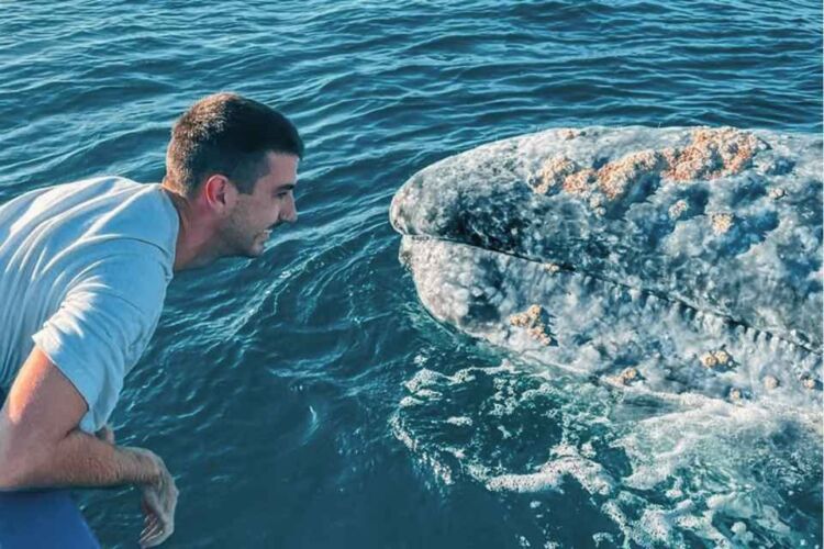 Aventure interactions baleines grises et nage avec les otaries en Basse Californie, Mexique