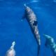 VOYAGE ANIMALIER RESPONSABLE AVEC LES BALEINES GRISES ET LES DAUPHINS AU MEXIQUE