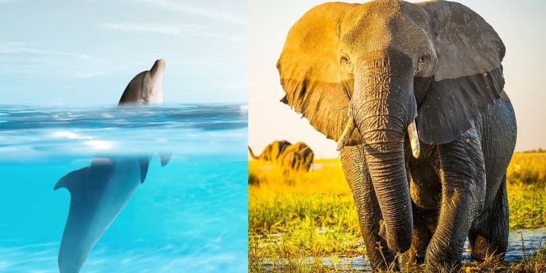 Dauphins et éléphants