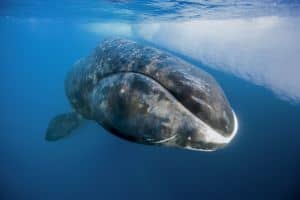 baleine boreale ou groenland