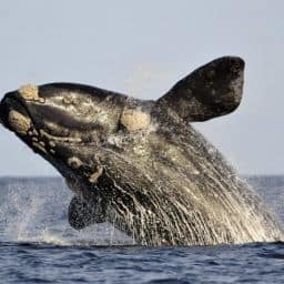 baleine franche australe