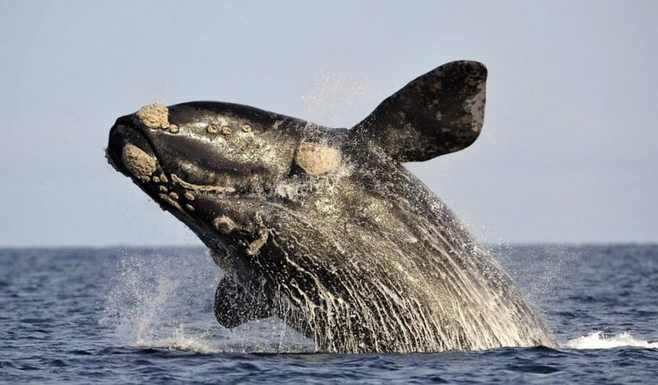 baleine franche australe